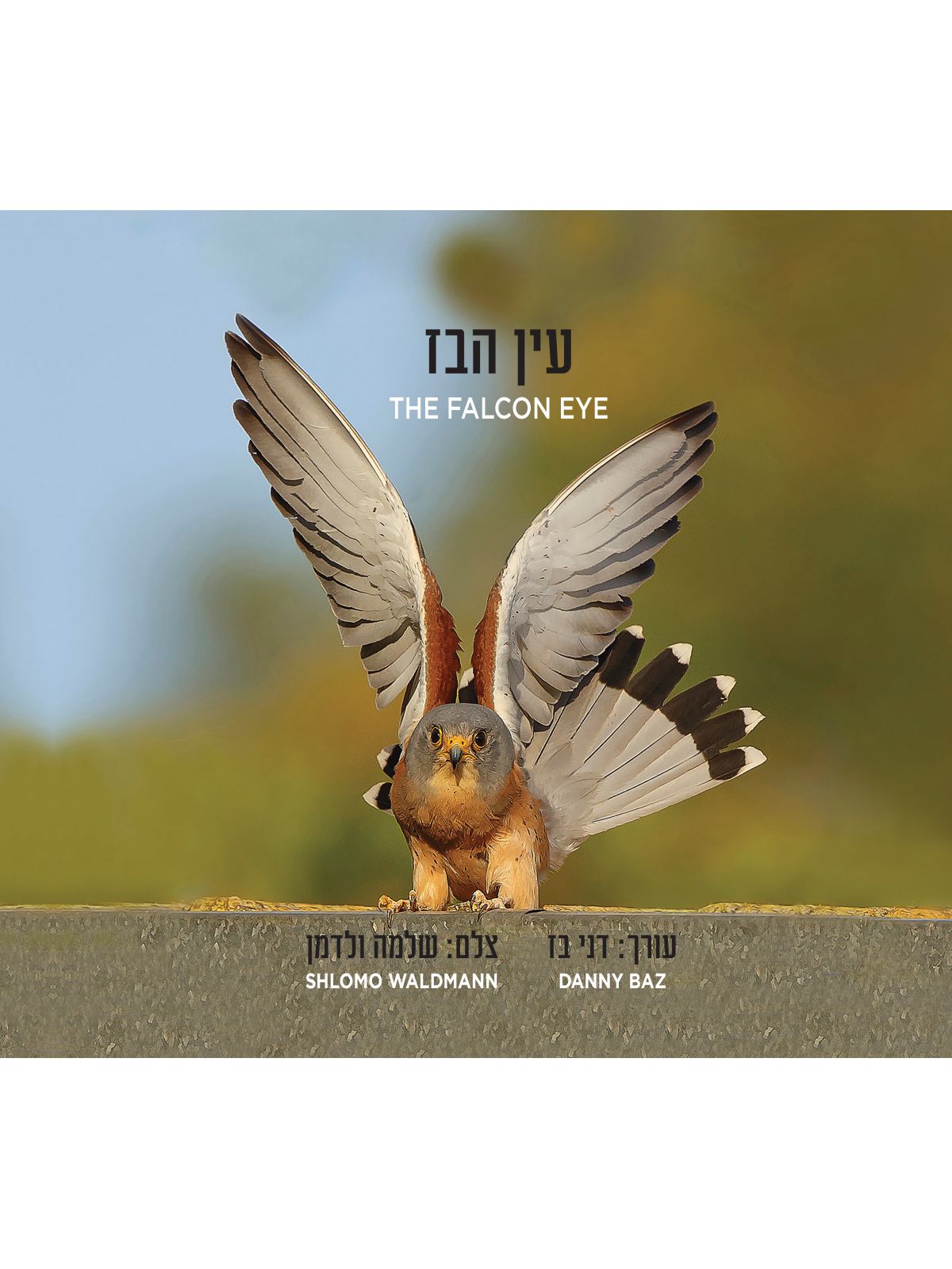 עין הבז  THE FALCON EYE