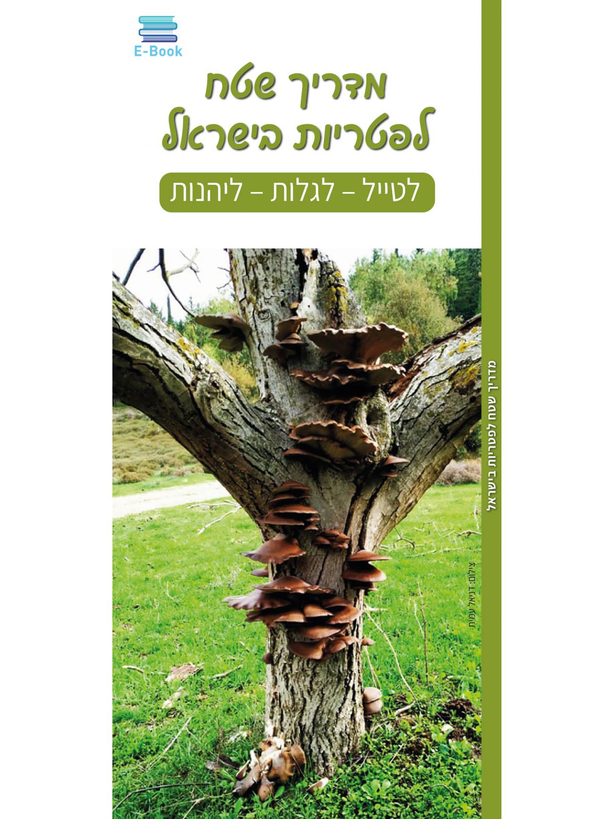 מדריך שטח לפטריות בישראל