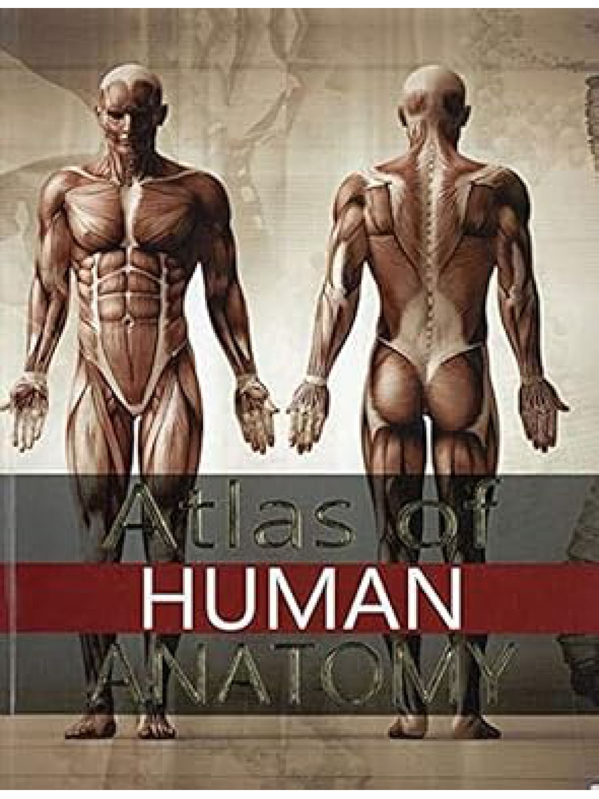 ATLAS OF HUMAN ANATOMY
