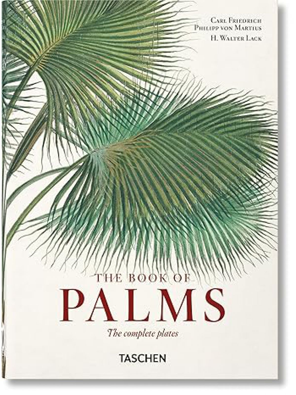 MARTIUS BOOK OF PALMS - 40